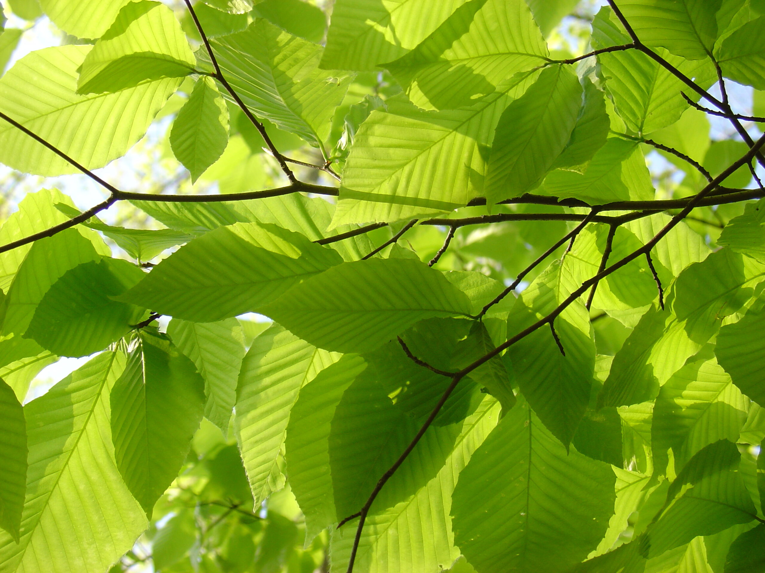 Geologic Characterization to Reduce Natural Radioactivity in a Groundwater Supply